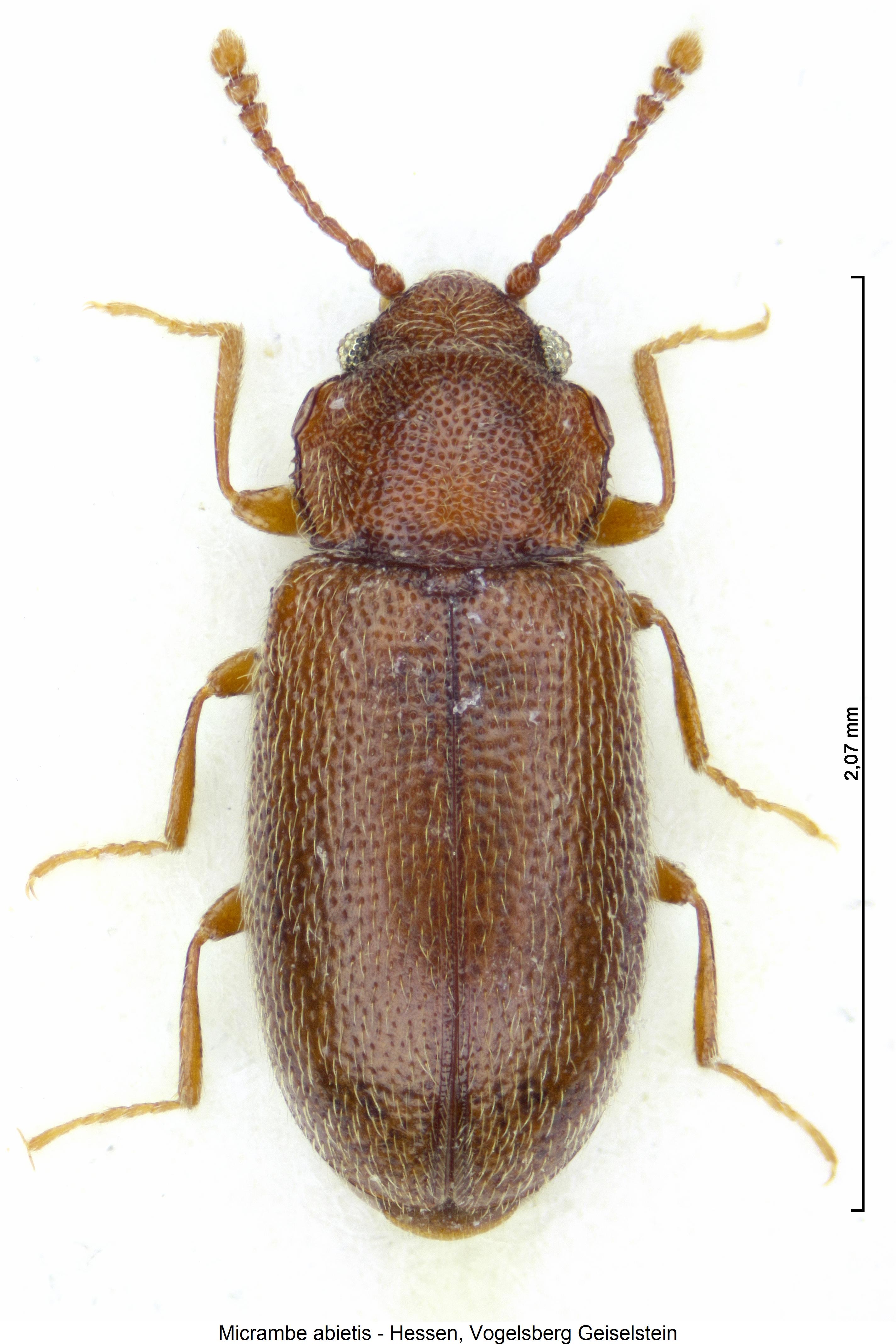 micrambe_abietis_hab.jpg