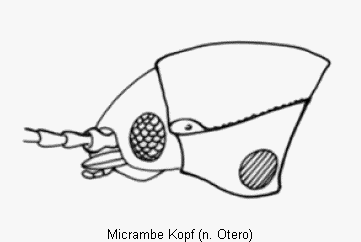 micrambe_kopf.gif