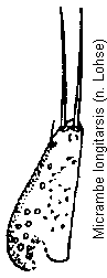 micrambe_longitarsis_pm.gif