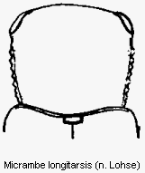 micrambe_longitarsis_vk.gif