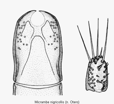 micrambe_nigricollis.gif