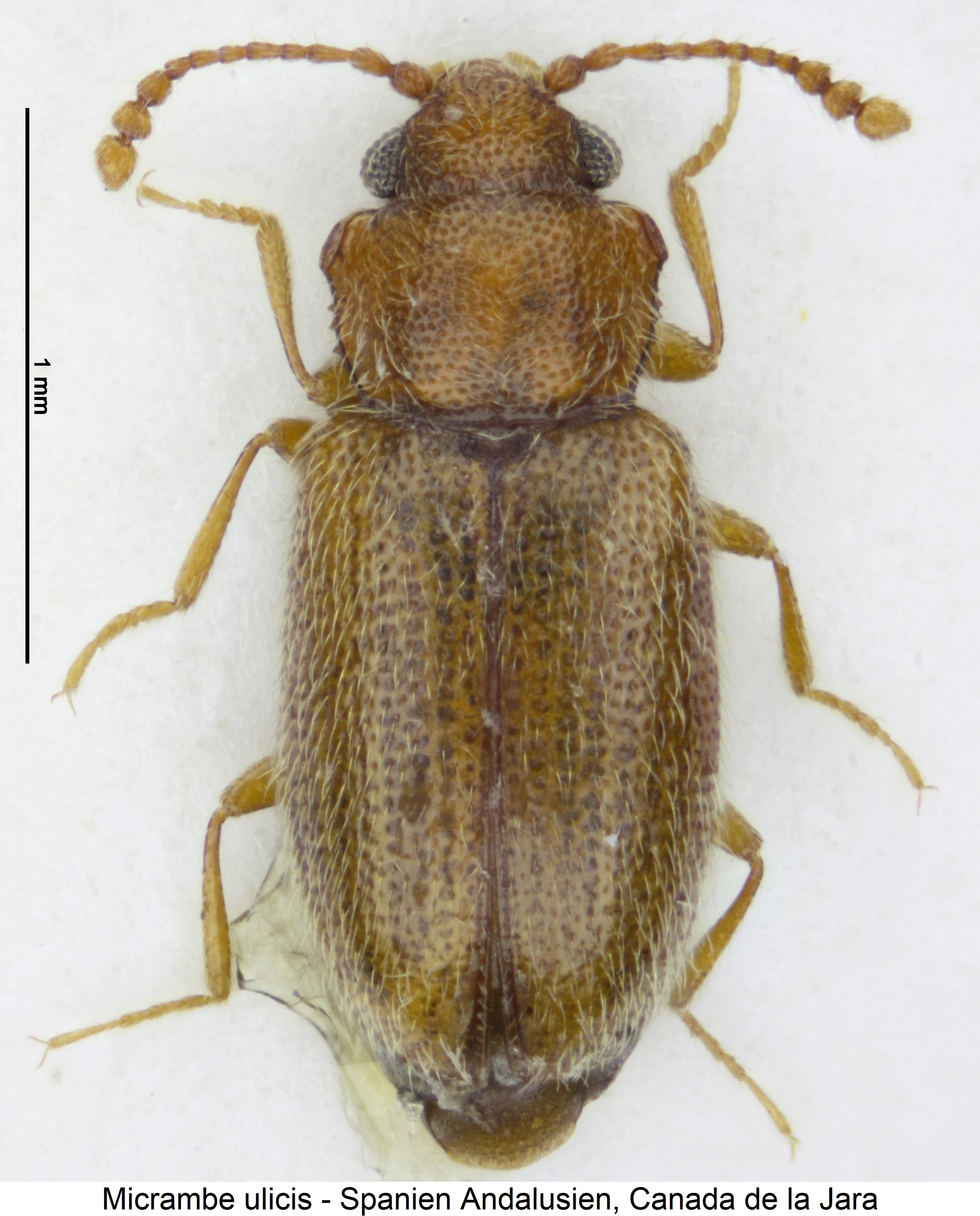 micrambe_ulicis_hab.jpg