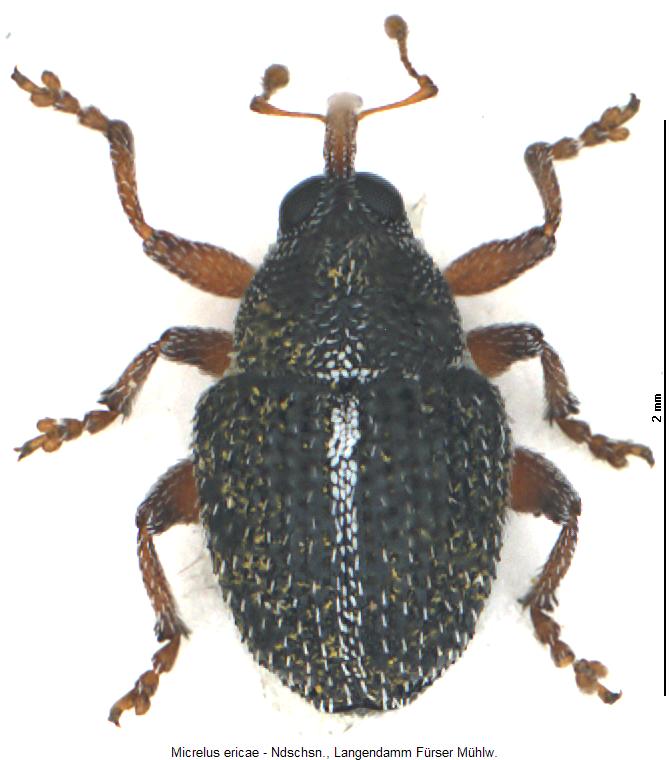 micrelus_ericae_hab.jpg
