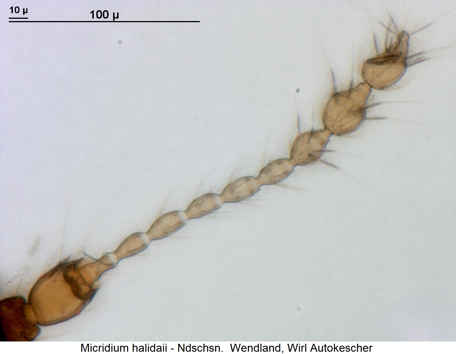 micridium_halidaii_f.jpg