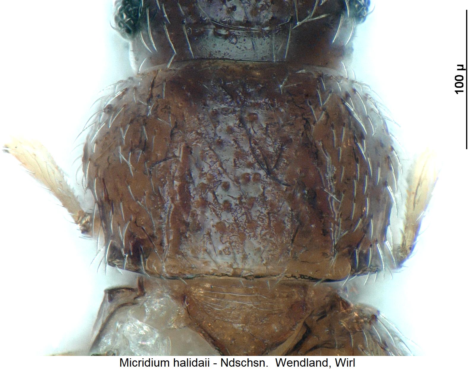 micridium_halidaii_hsch.jpg