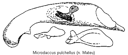microdaccus_pulchellus.gif