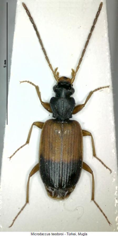 microdaccus_teodoroi_hab.jpg