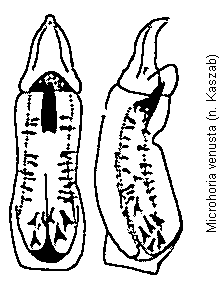 microhoria_venusta.gif