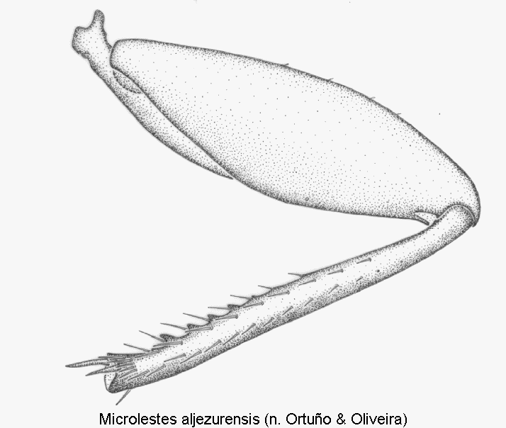 microlestes_aljezurensis_hb.gif