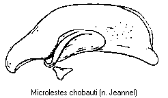 microlestes_chobauti.gif
