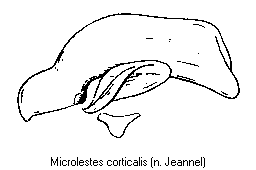 microlestes_corticalis.gif