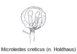 microlestes_creticus_fem.jpg