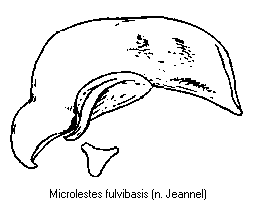 microlestes_fulvibasis.gif