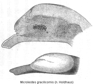 microlestes_gracilicornis_hh.gif