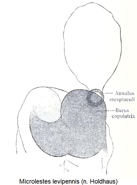 microlestes_levipennis_fem.jpg