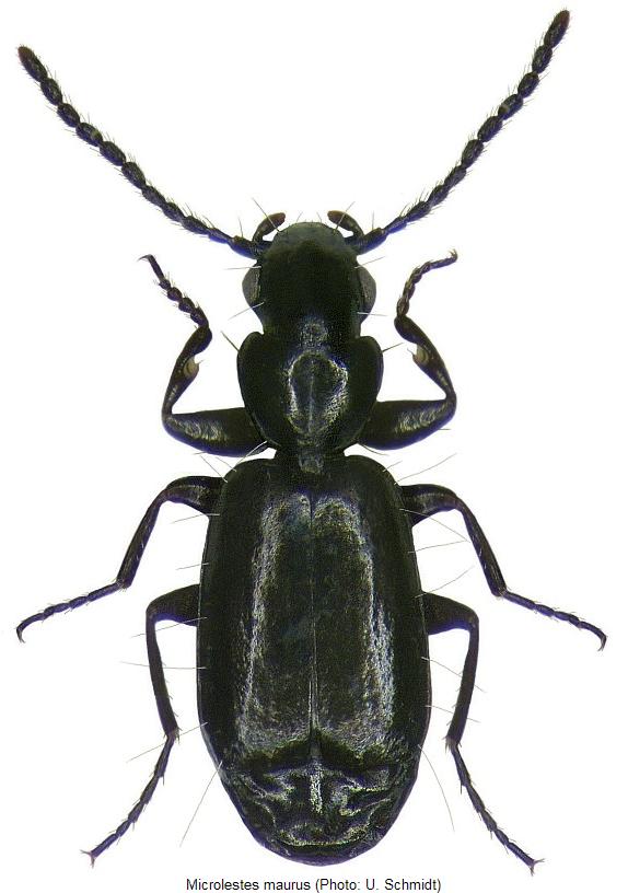 microlestes_maurus_hab.jpg