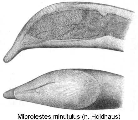 microlestes_minutulus_hh.gif