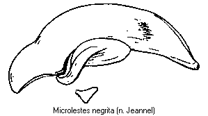 microlestes_negrita.gif
