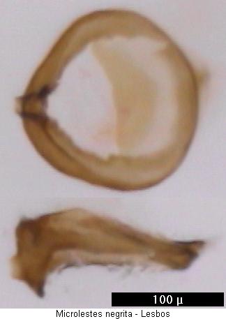 microlestes_negrita_ap.jpg