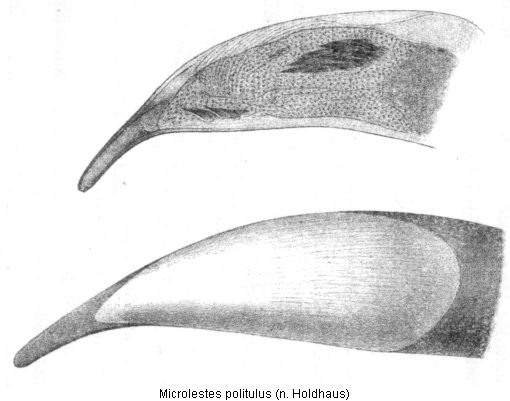 microlestes_politulus_hh.gif