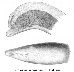 microlestes_schroederi_hh.gif