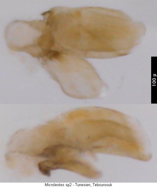 microlestes_sp2_tunesien.jpg