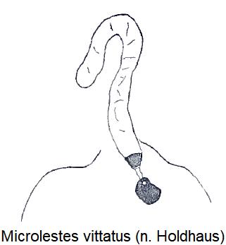 microlestes_vittatus_fem.jpg