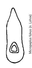micropeplus_fulvus.gif