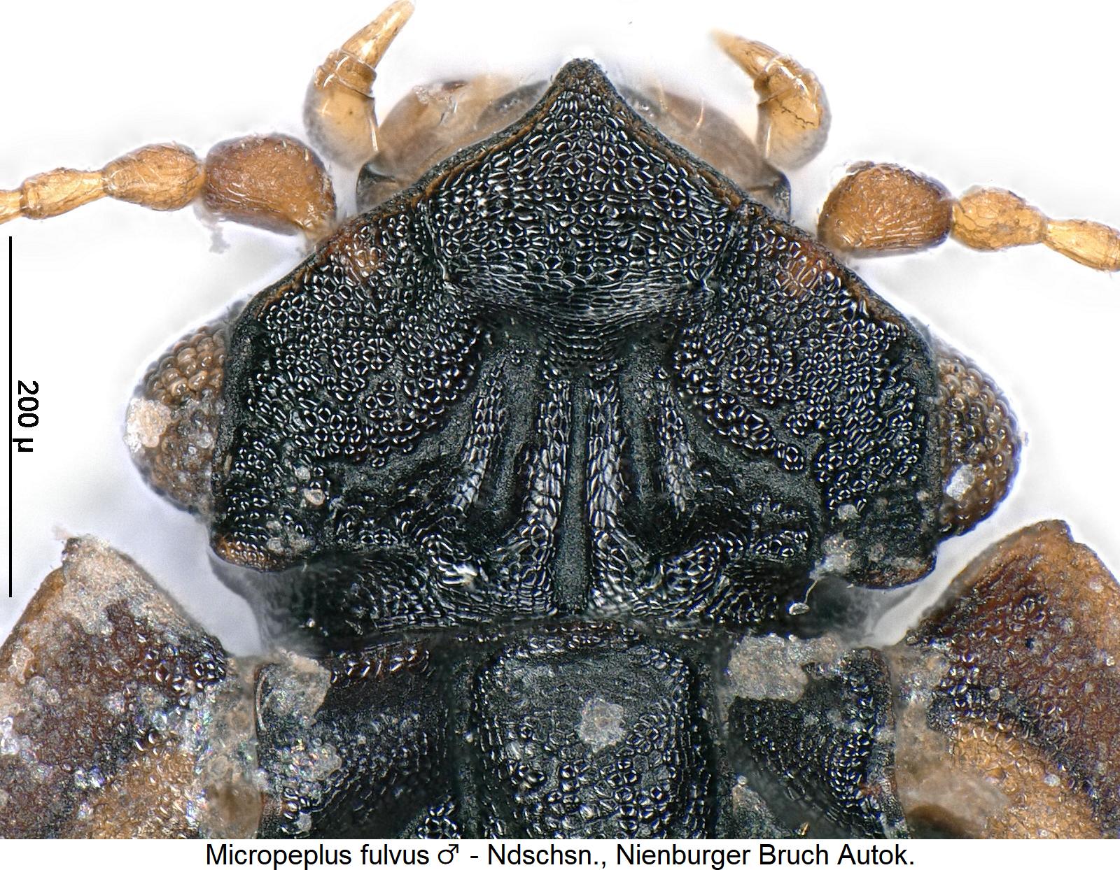 micropeplus_fulvus_k.jpg