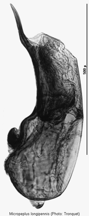 micropeplus_longipennis.gif