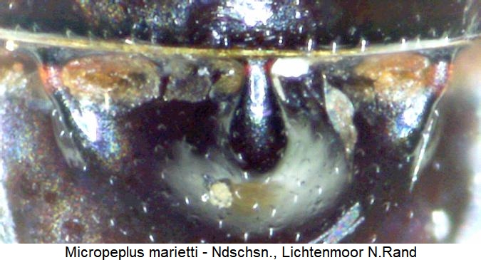 micropeplus_marietti_hlb.jpg
