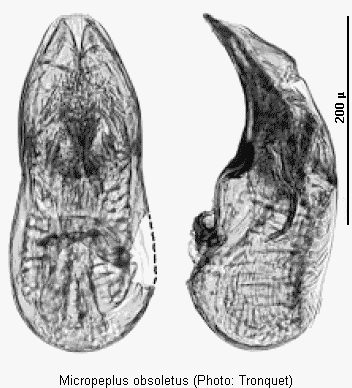 micropeplus_obsoletus.gif