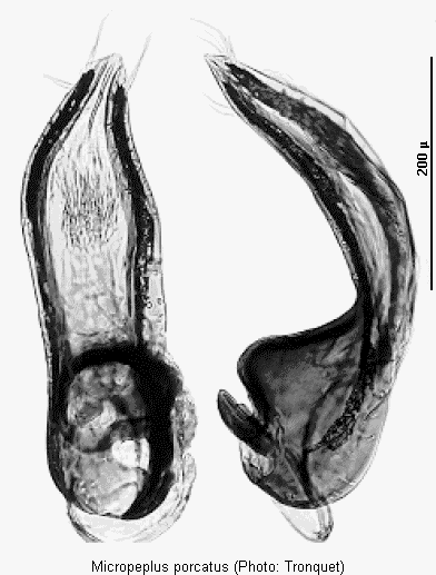 micropeplus_porcatus.gif