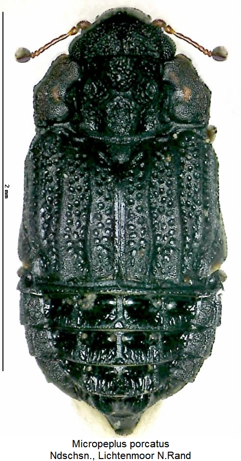 micropeplus_porcatus_hab.jpg