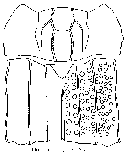 micropeplus_staphylinoides_vk.gif