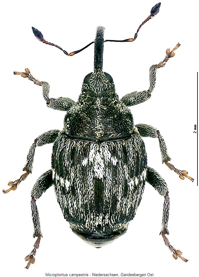microplontus_campestris_hab2.jpg