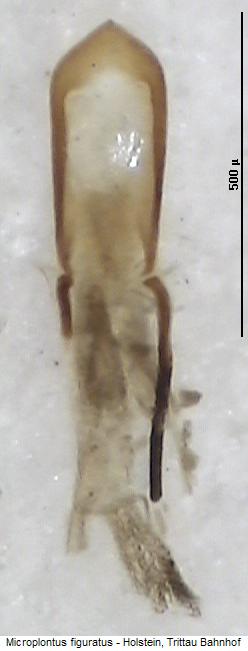 microplontus_figuratus.jpg