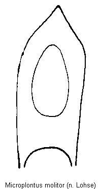 microplontus_molitor.gif
