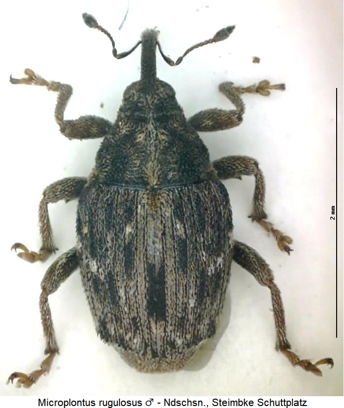 microplontus_rugulosus_hab.jpg