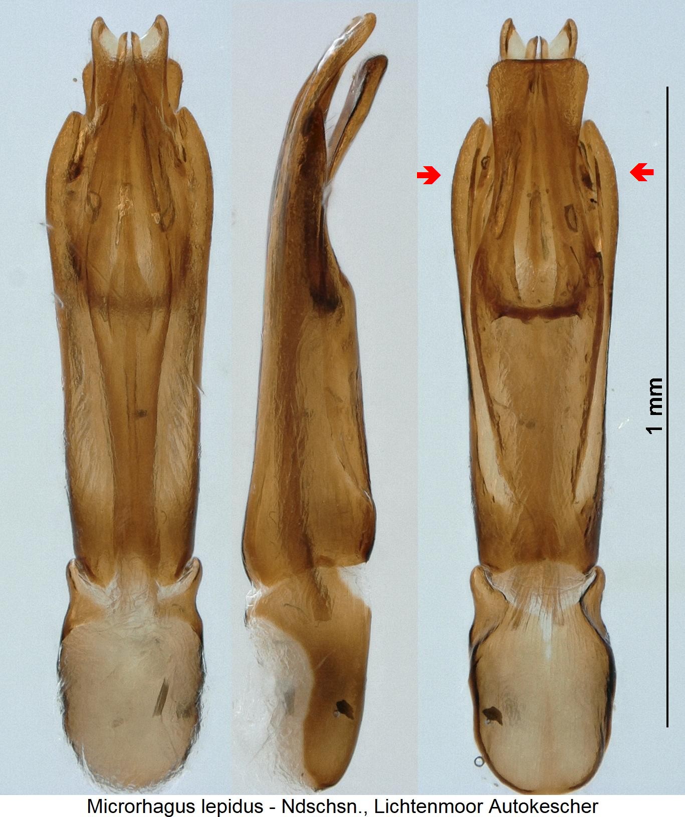 microrhagus_lepidus1.jpg
