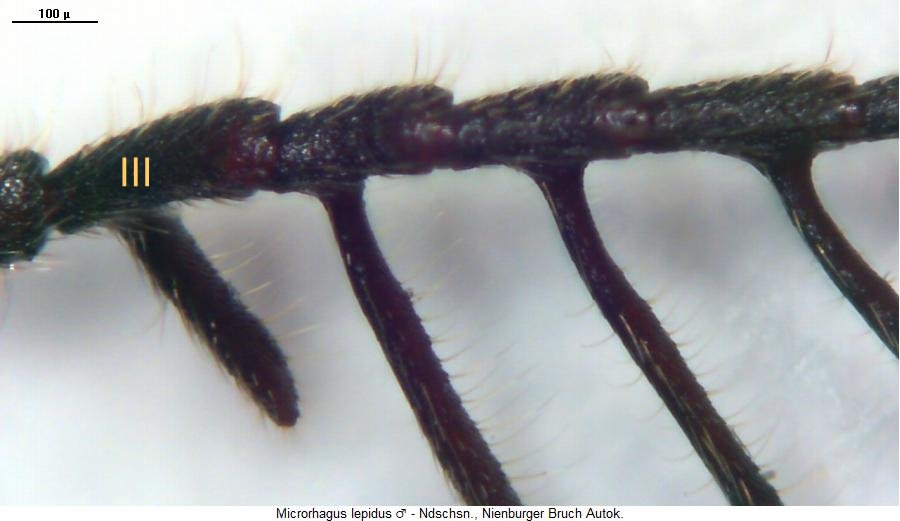 microrhagus_lepidus_f.jpg