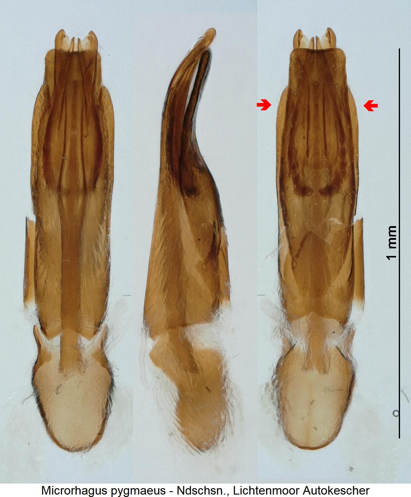microrhagus_pygmaeus1.jpg