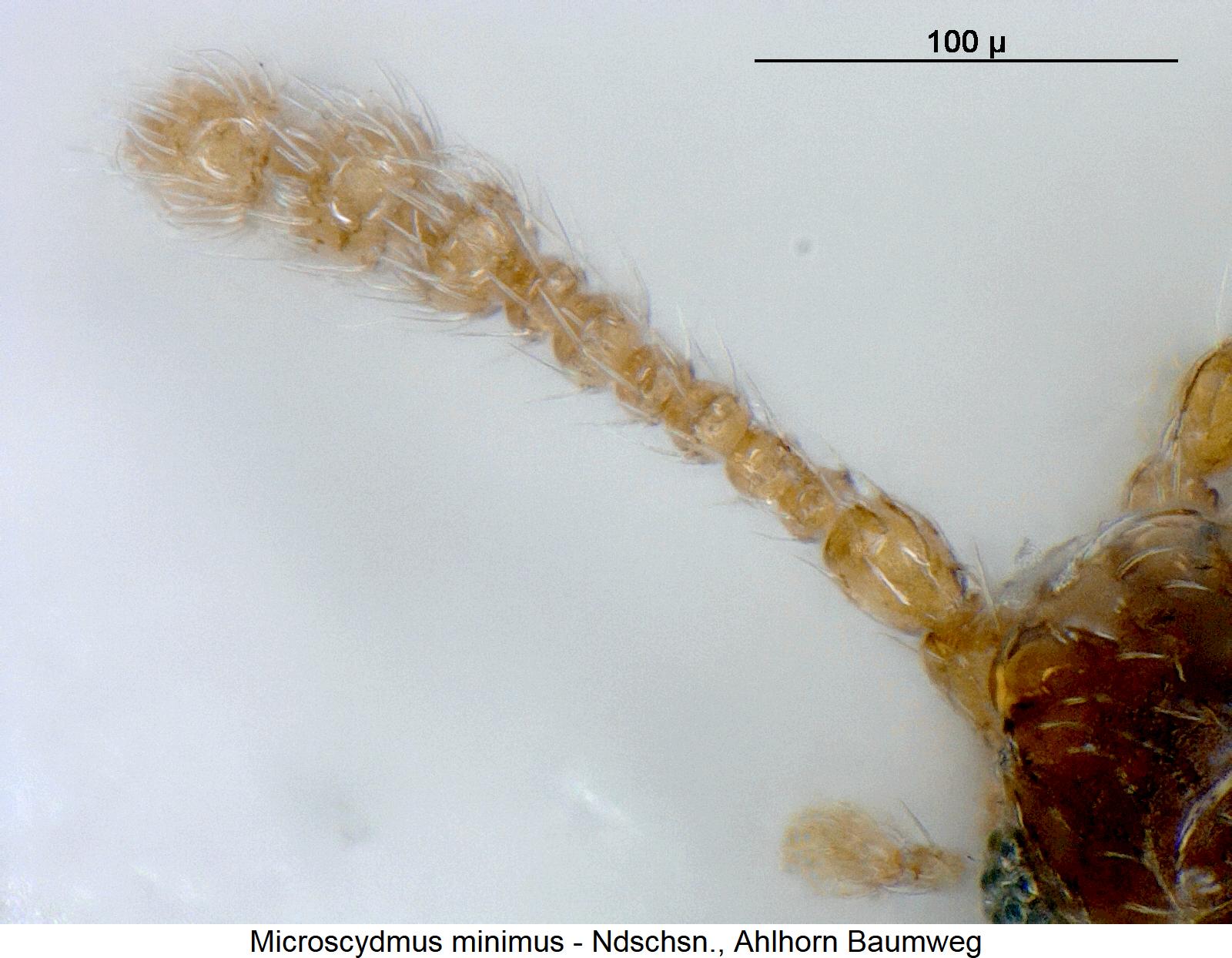 microscydmus_minimus_f.jpg