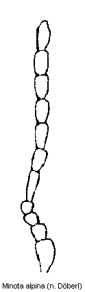 minota_alpina_f.gif