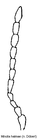 minota_halmae_f.gif