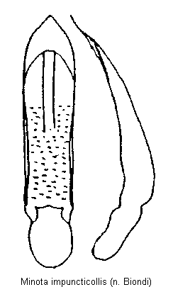 minota_impuncticollis.gif