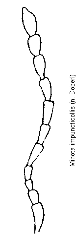minota_impuncticollis_f.gif
