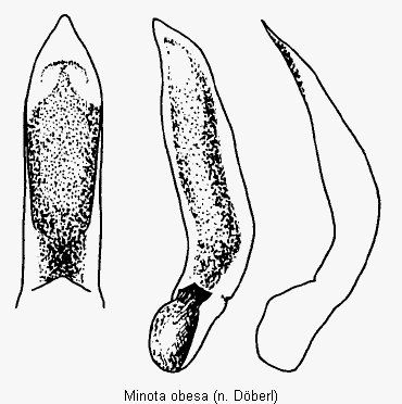 minota_obesa.gif