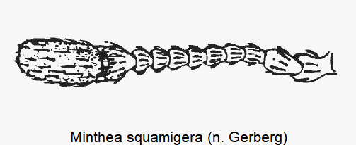 minthea_squamigera_f.gif