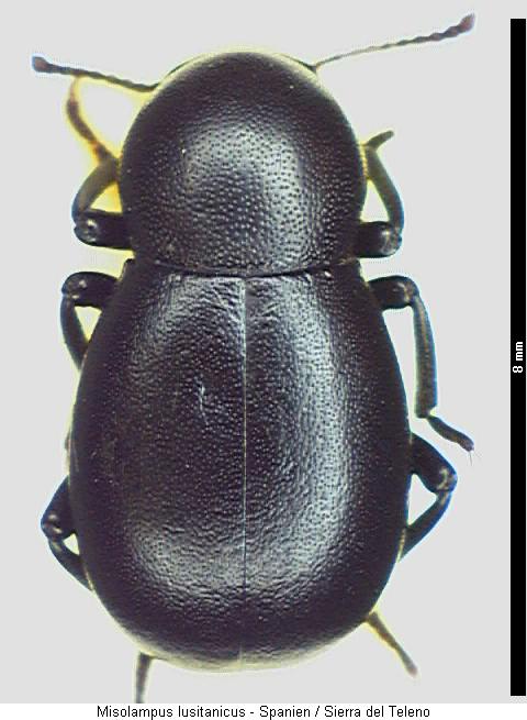 misolampus_lusitanicus_hab.jpg